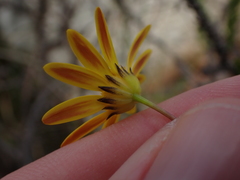 Euryops munitus