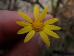 Euryops munitus