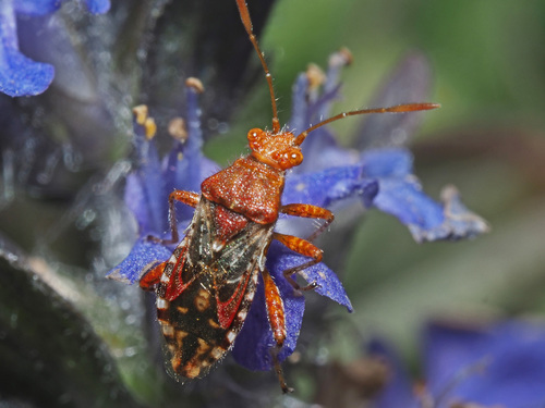 Dryžapilvė Kampuotblakė nuotrauka