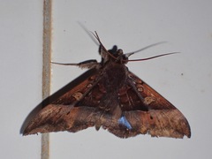 Ischyja paraplesius