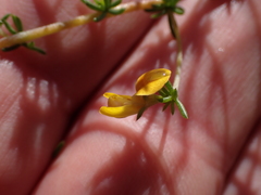 Aspalathus lanceicarpa
