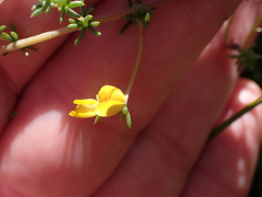 Aspalathus lanceicarpa