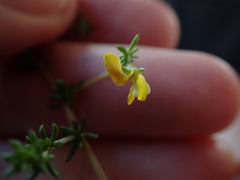 Aspalathus lanceicarpa