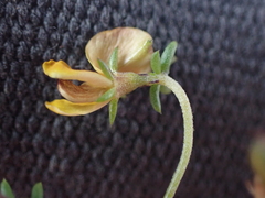Aspalathus lanceicarpa