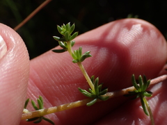 Aspalathus lanceicarpa