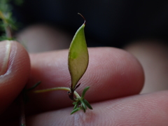 Aspalathus lanceicarpa
