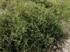 Aspalathus lanceicarpa