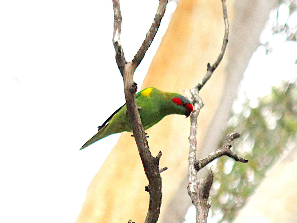 Musk Lorikeet from Knott Hill Native Forest Reserve, SA, Australia on ...