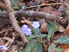 Eranthemum