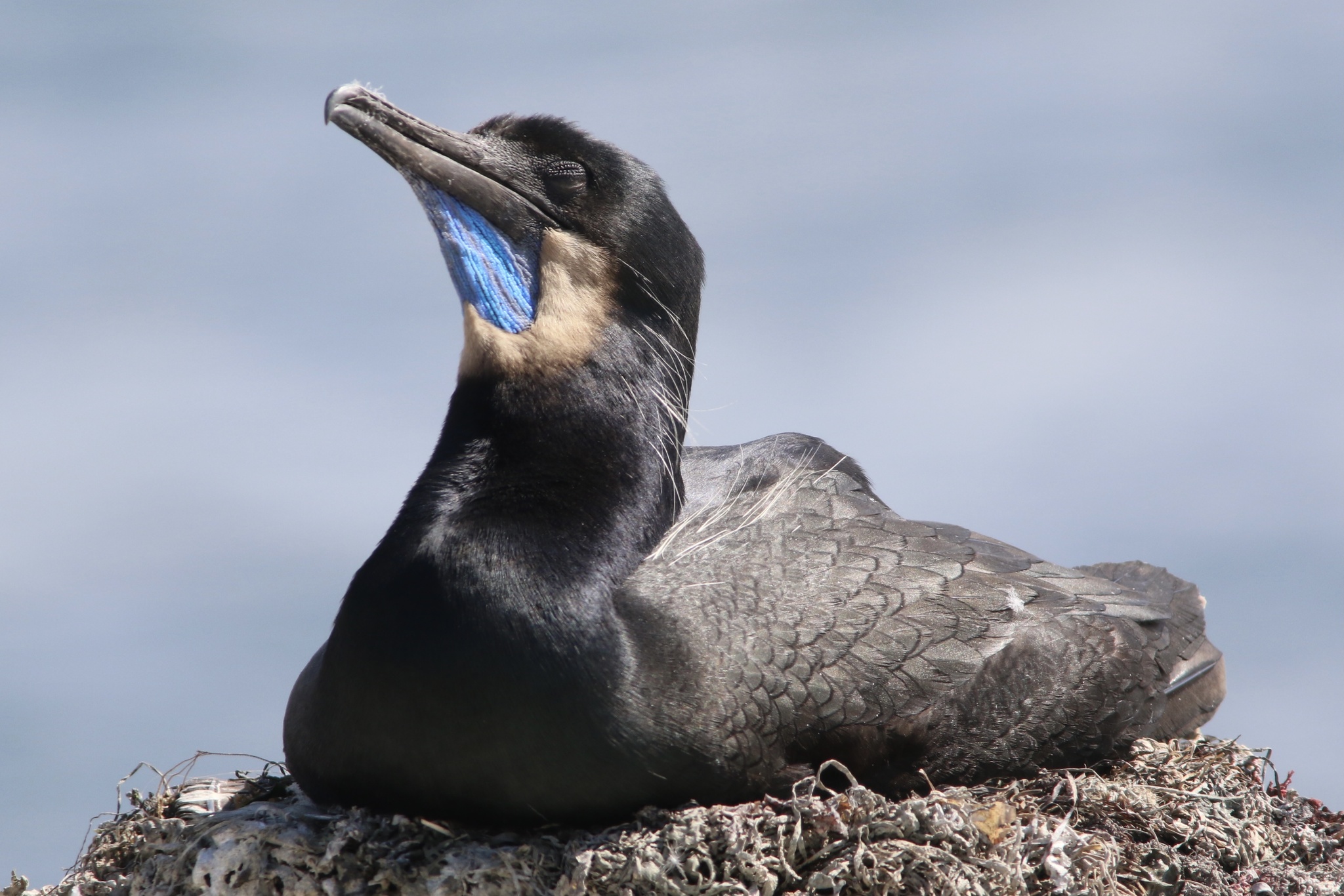 Brandt's Cormorant illustration