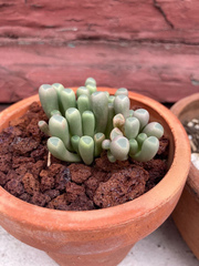 Fenestraria
