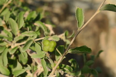 Grewia tenax