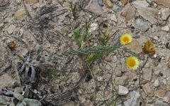Helichrysum herbaceum