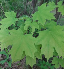 Acer platanoides