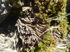 Colobanthus lycopodioides