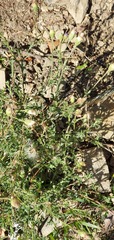 Vittadinia cuneata