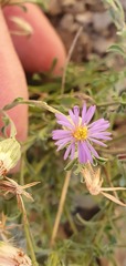 Vittadinia cuneata