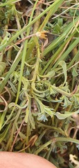 Vittadinia cuneata