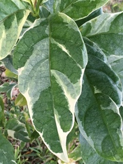 Graptophyllinae