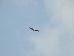 Haliaeetus leucogaster