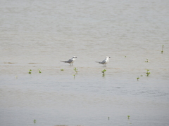 Gelochelidon nilotica