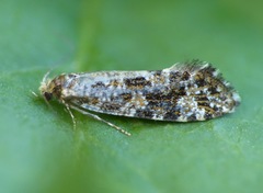 Triaxomera parasitella