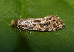 Triaxomera parasitella