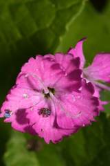 Dianthus gratianopolitanus
