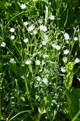 Stellaria hebecalyx
