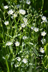 Stellaria hebecalyx