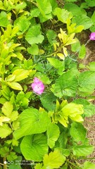 Dianthus gratianopolitanus