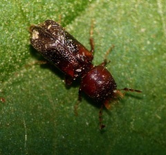 Scobicia chevrieri