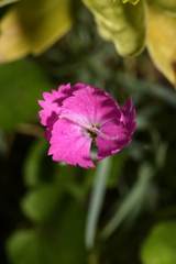 Dianthus gratianopolitanus