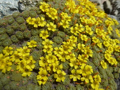 Oxalis erythrorrhiza