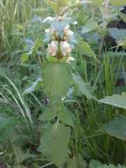 Lamium album
