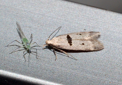 Mirificarma cytisella