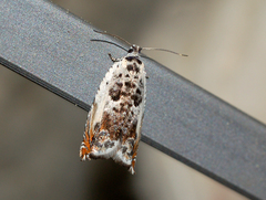 Ancylis laetana