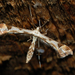 Triangle Plume Moth - Photo (c) Pavel Gorbunov, some rights reserved (CC BY-NC), uploaded by Pavel Gorbunov