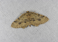 Poecilasthena scoliota