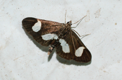 Anania luctualis