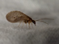 Sympherobius pygmaeus