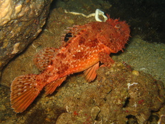 Scorpaena scrofa