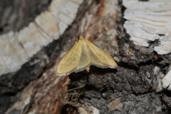Mecyna flavalis