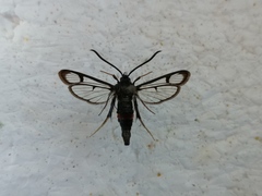 Synanthedon stomoxiformis