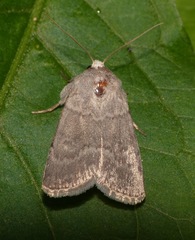 Caradrina gilva
