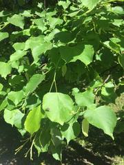 Tilia cordata