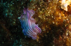 Prostheceraeus roseus