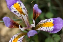 Iris unguicularis cretensis