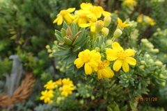 Euryops tysonii