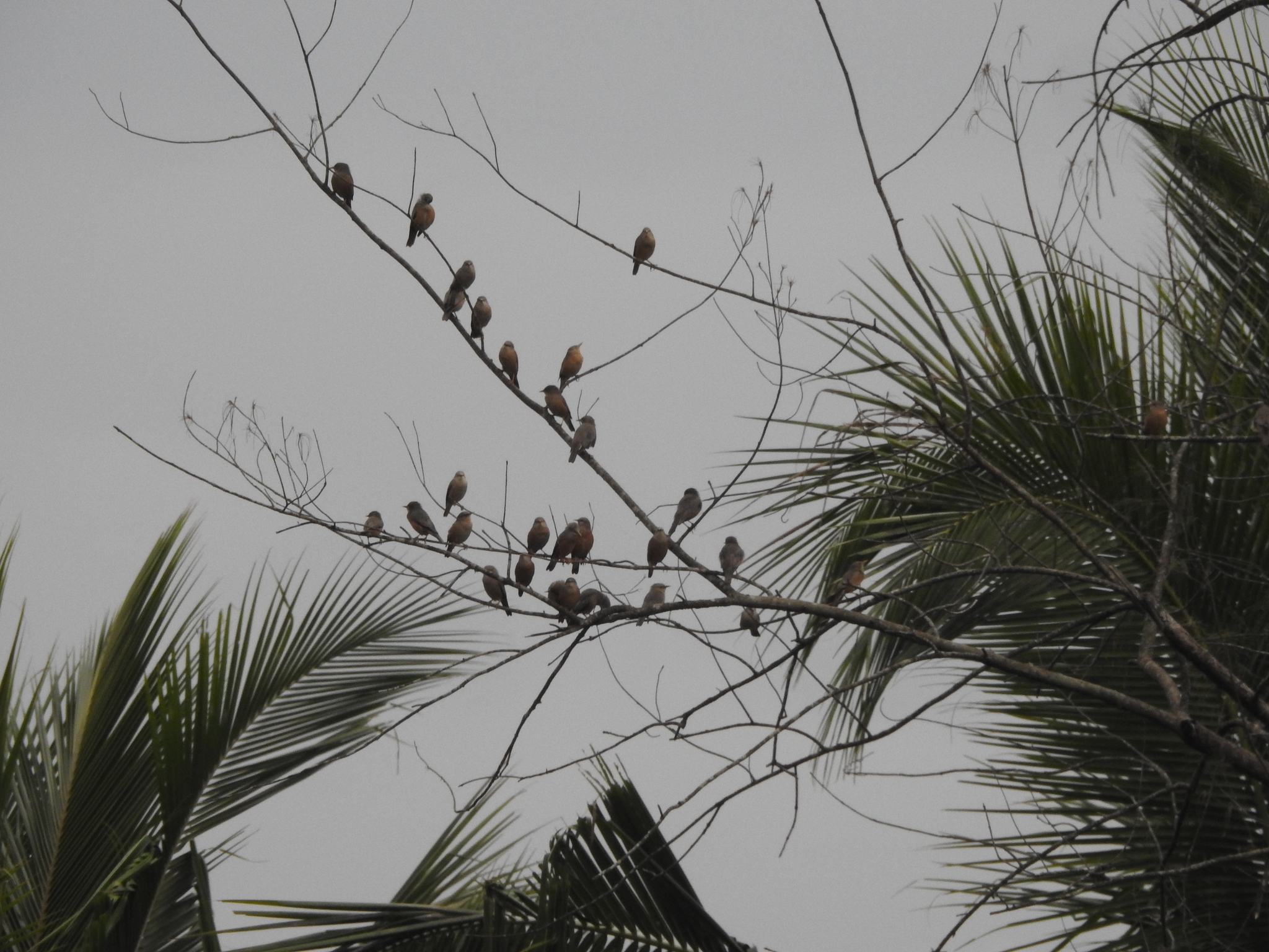 Brahminy Starling